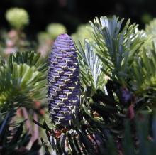 Abies koreana