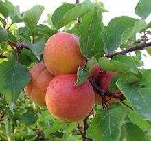 Abrikoos 'ORANGERED'