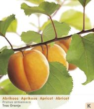 Prunus armeniaca (Abrikoos)