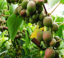Actinidia arguta 'Bayern' KIWI