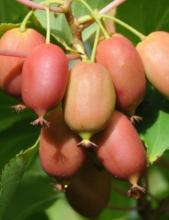 Actinidia arguta 'Geneva' KIWI