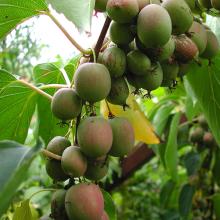 Actinidia arguta 'Weiki' KIWIBES