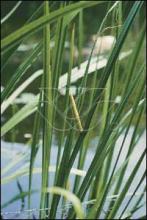 Acorus calamus