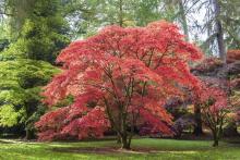 Acer capillipes