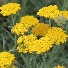 Achillea filip. 'Coronation Gold'