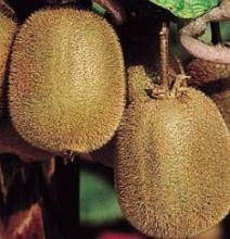 Actinidia chinensis 'Jenny' KIWI