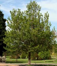 Acer campestre 'Queen Elisabeth'