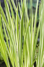 Acorus calamus 'Variegata'