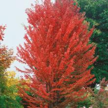 Acer freemanii 'Autumn Blaze'