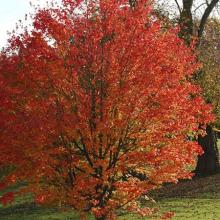 Acer freemanii 'Celzam'
