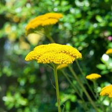 Achillea filip. 'Cloth of Gold'