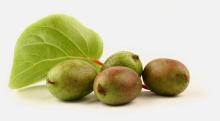 Actinidia arguta 'Fresh Jumbo' KIWIBES