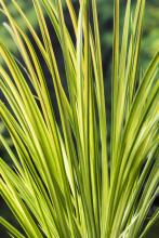 Acorus gramineus 'Ogon' Acorus gramineus 'Ogon'