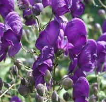 Aconitum henryi 'Spark'