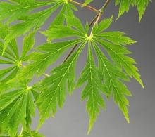 Acer jap. 'Aconitifolium'