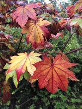 Acer jap. 'Vitifolium'