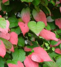 Actinidia kolomikta