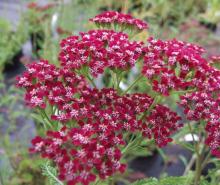 Achillea millefolium 'Cassis'