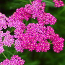 Achillea millefolium 'Cerise Queen'