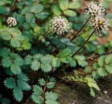 Acaena microphylla Acaena microphylla