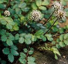 Acaena microphylla