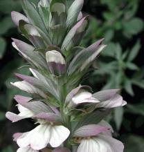 Acanthus mollis