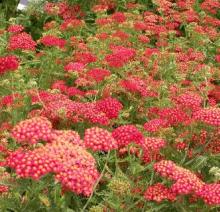 Achillea millefolium 'Paprika'