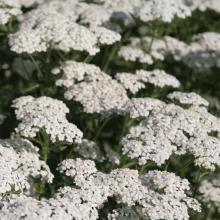 Achillea millefolium 'Schneetaler'