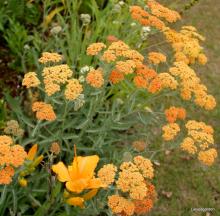 Achillea millefolium 'Terracotta'