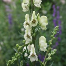 Aconitum napellus 'Album'