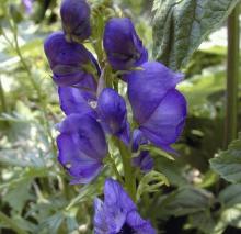 Aconitum napellus (blauw)