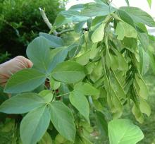Acer negundo
