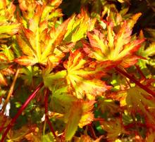 Acer palm. 'Anne Irene'®
