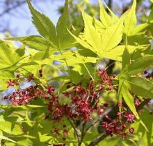 Acer palmatum