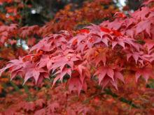 Acer palm. 'Atropurpureum'