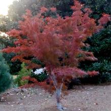 Acer palm. 'Beni-Maiko'