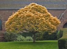 Acer pseudopl. 'Brilliantissimum'