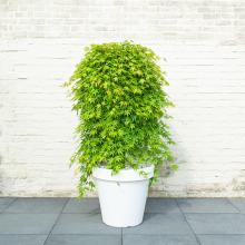 Acer palm. 'Cascade Emerald'