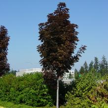 Acer plat. 'Crimson Sentry'