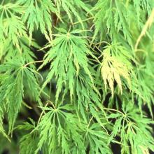 Acer palm. 'Dissectum Flavescens'