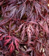 Acer palm. 'Dissectum Garnet'