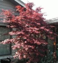 Acer palm. 'Fireglow'