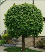 Acer plat. 'Globosum' Acer plat. 'Globosum'