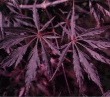 Acer palm. 'Inaba-Shidare'