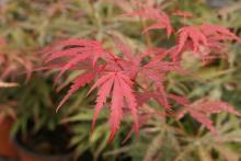 Acer palm. 'Jerre Schwartz'