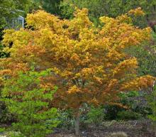 Acer palm. 'Katsura'