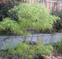 Acer palm. 'Koto No Ito'