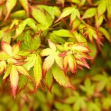 Acer palm. 'Little Princess'