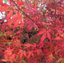 Acer palm. 'Little Red'