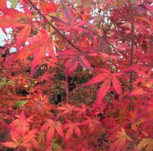 Acer palm. 'Little Red'